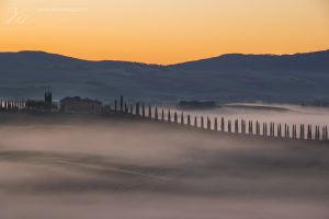 Tuscany cypress.jpg